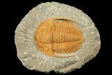 Hamatolenus Trilobite - Tinjdad, Morocco #130410-1